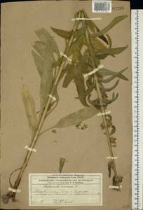 Campanula cervicaria L., Eastern Europe, Moscow region (E4a) (Russia)