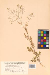 Rorippa sylvestris (L.) Besser, Siberia, Russian Far East (S6) (Russia)