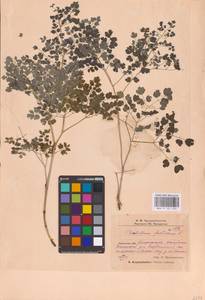 Thalictrum foetidum L., Eastern Europe, Eastern region (E10) (Russia)