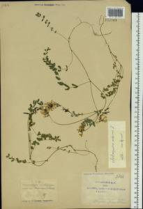 Astragalus alpinus L., Siberia, Yakutia (S5) (Russia)