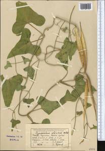Cynanchum acutum subsp. sibiricum (Willd.) Rech. fil., Middle Asia, Syr-Darian deserts & Kyzylkum (M7) (Kazakhstan)