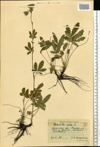 Potentilla recta L., Eastern Europe, North Ukrainian region (E11) (Ukraine)