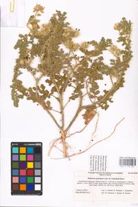 MHA 0 158 676, Solanum angustifolium Houst. ex Mill., Eastern Europe, Lower Volga region (E9) (Russia)