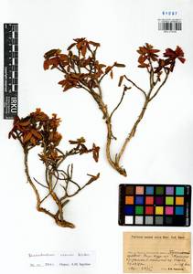 Rhododendron adamsii Rehder, Siberia, Baikal & Transbaikal region (S4) (Russia)