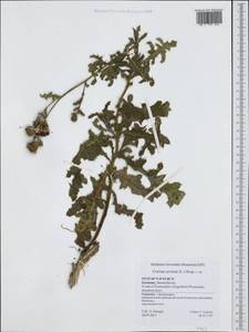 Cirsium arvense, Western Europe (EUR) (Germany)