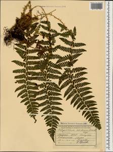 Polystichum setiferum (Forssk.) Moore ex Woyn., Caucasus, Georgia (K4) (Georgia)