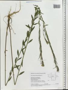 Erysimum odoratum Ehrh., Eastern Europe, Central region (E4) (Russia)