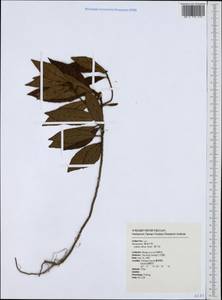 Ardisia villosa Roxb., South Asia, South Asia (Asia outside ex-Soviet states and Mongolia) (ASIA) (Taiwan)