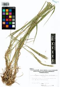 Elymus dahuricus Griseb., Siberia, Baikal & Transbaikal region (S4) (Russia)