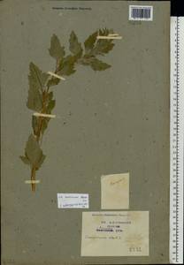 Chenopodium suecicum Murr, Eastern Europe, Central region (E4) (Russia)