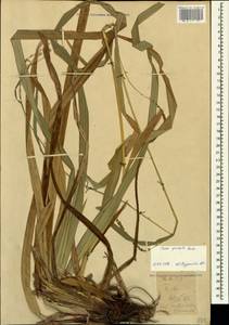 Carex pendula Huds., Caucasus, Stavropol Krai, Karachay-Cherkessia & Kabardino-Balkaria (K1b) (Russia)