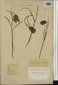 Fritillaria meleagris L., Western Europe (EUR) (Switzerland)