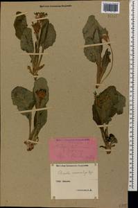 Primula veris subsp. macrocalyx (Bunge) Lüdi, Caucasus, Stavropol Krai, Karachay-Cherkessia & Kabardino-Balkaria (K1b) (Russia)