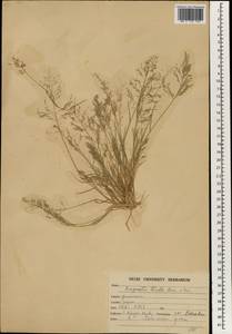 Eragrostis amabilis (L.) Wight & Arn., South Asia, South Asia (Asia outside ex-Soviet states and Mongolia) (ASIA) (India)