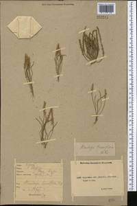 Plantago tenuiflora Waldst. & Kit., Middle Asia, Northern & Central Kazakhstan (M10) (Kazakhstan)