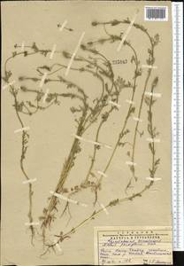 Adonis vernalis L., Middle Asia, Western Tian Shan & Karatau (M3) (Kazakhstan)