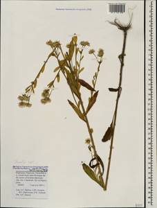 Erigeron annuus (L.) Pers., Caucasus, Stavropol Krai, Karachay-Cherkessia & Kabardino-Balkaria (K1b) (Russia)