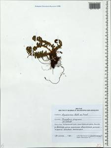Dryopteris fragrans (L.) Schott, Siberia, Russian Far East (S6) (Russia)