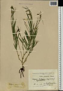 Lathyrus pannonicus (Jacq.)Garcke, Eastern Europe, Moldova (E13a) (Moldova)