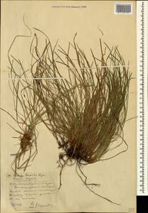 Carex humilis Leyss., Caucasus, Stavropol Krai, Karachay-Cherkessia & Kabardino-Balkaria (K1b) (Russia)