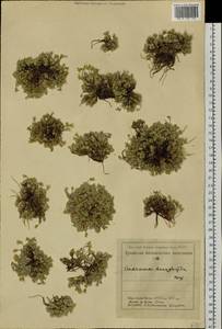 Androsace villosa var. dasyphylla (Bunge) Kar. & Kir., Siberia, Altai & Sayany Mountains (S2) (Russia)