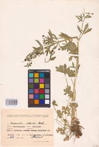 Ranunculus sceleratus L., Eastern Europe, Lower Volga region (E9) (Russia)