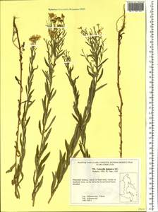 Galatella dahurica DC., Siberia, Russian Far East (S6) (Russia)