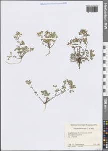 Medicago medicaginoides (Retz.) E.Small, Caucasus, Azerbaijan (K6) (Azerbaijan)