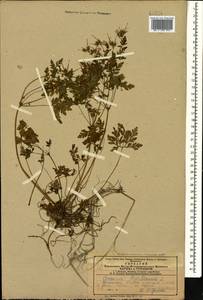 Geranium robertianum L., Caucasus, Azerbaijan (K6) (Azerbaijan)