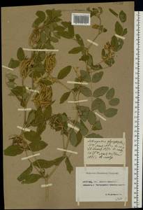 Astragalus glycyphyllos L., Eastern Europe, North Ukrainian region (E11) (Ukraine)