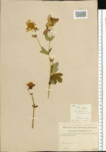 Aquilegia vulgaris L., Eastern Europe, Central region (E4) (Russia)