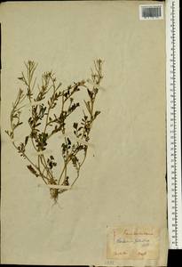 Cardamine flexuosa With., South Asia, South Asia (Asia outside ex-Soviet states and Mongolia) (ASIA) (Japan)