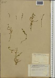 Corispermum hyssopifolium L., Eastern Europe, Lower Volga region (E9) (Russia)