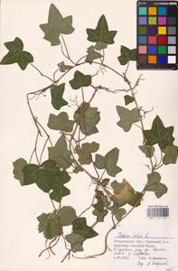 Hedera helix L., Eastern Europe, West Ukrainian region (E13) (Ukraine)