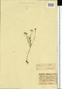 Achillea leptophylla M. Bieb., Eastern Europe, South Ukrainian region (E12) (Ukraine)