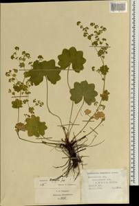 Alchemilla leiophylla Juz., Eastern Europe, Central forest region (E5) (Russia)