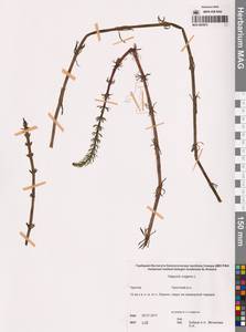 Hippuris vulgaris L., Siberia, Chukotka & Kamchatka (S7) (Russia)