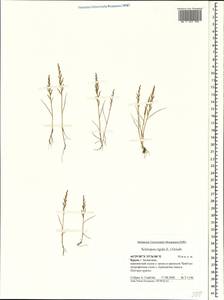 Catapodium rigidum (L.) C.E.Hubb., Crimea (KRYM) (Russia)