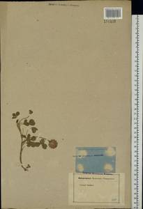 Trifolium fragiferum L., Eastern Europe, Rostov Oblast (E12a) (Russia)