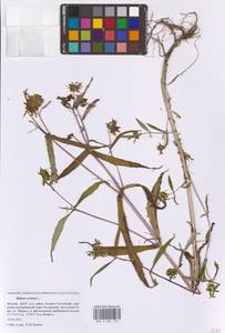 Bidens cernua L., Eastern Europe, Moscow region (E4a) (Russia)