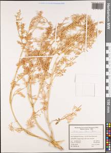 Ferula ovina (Boiss.) Boiss., South Asia, South Asia (Asia outside ex-Soviet states and Mongolia) (ASIA) (Iran)