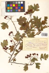 Crataegus pinnatifida Bunge, Siberia, Russian Far East (S6) (Russia)