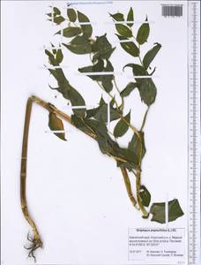 Streptopus amplexifolius (L.) DC., Siberia, Chukotka & Kamchatka (S7) (Russia)