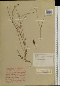 Ranunculus pulchellus C. A. Mey., Siberia, Baikal & Transbaikal region (S4) (Russia)