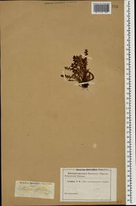 Asplenium ceterach subsp. ceterach, Caucasus (no precise locality) (K0)