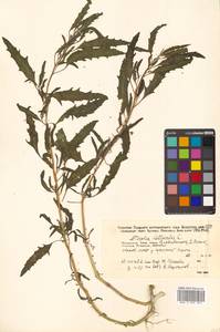 Atriplex patens (Litv.) Iljin, Siberia, Russian Far East (S6) (Russia)