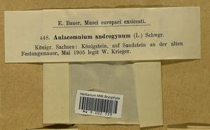 Aulacomnium androgynum (Hedw.) Schwägr., Bryophytes, Bryophytes - Western Europe (BEu) (Germany)
