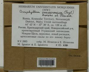 Cirriphyllum crassinervium (Taylor ex Wilson) Loeske & M. Fleisch., Bryophytes, Bryophytes - North Caucasus & Ciscaucasia (B12) (Russia)