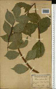 Ulmus minor subsp. minor, Eastern Europe, North Ukrainian region (E11) (Ukraine)