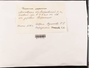Dicranum scoparium Hedw., Bryophytes, Bryophytes - Moscow City & Moscow Oblast (B6a) (Russia)
